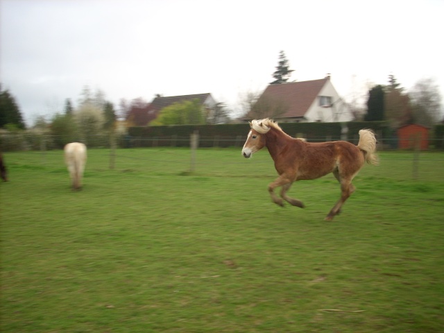 Matt Nath Voilac l'haflinger des Daltons... Dscn1913