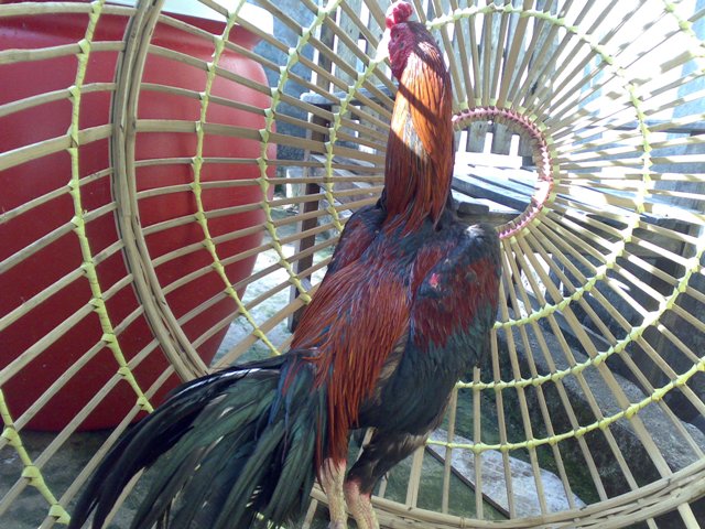ayam gambar ayam jago wiring galih