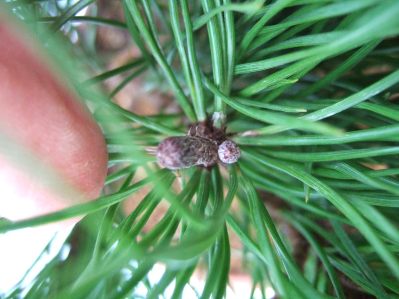 Pinus mugho Dscf4114