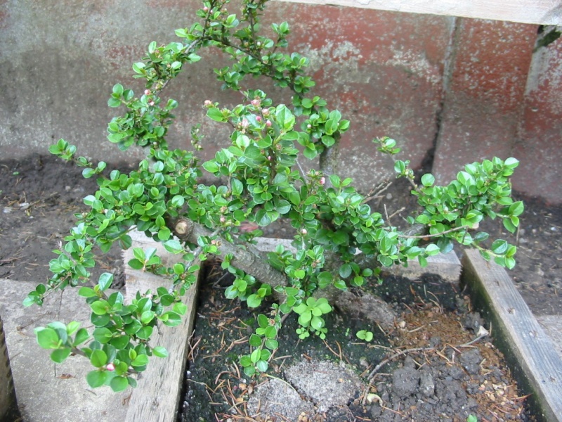 Cotoneaster Img_2410