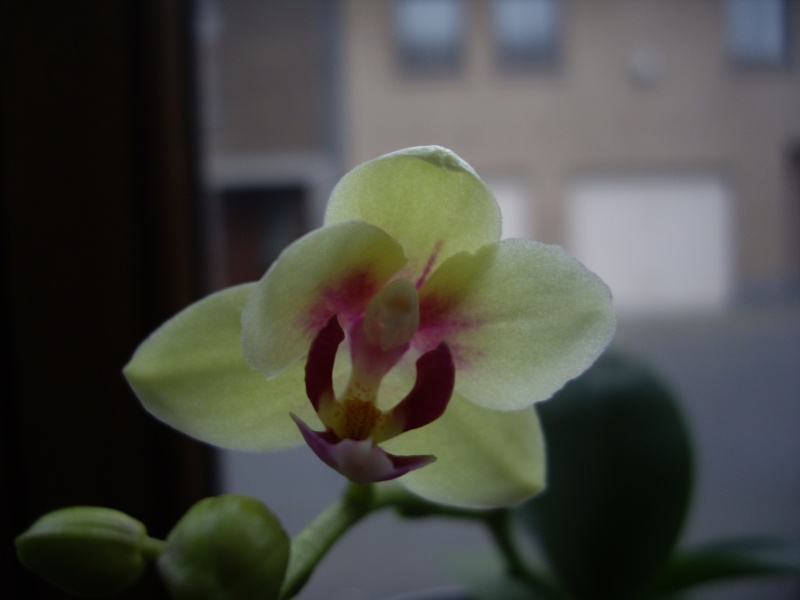 photos de mes orchidées en fleur Imgp3118