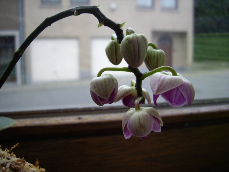 photos de mes orchidées en fleur Imgp3119