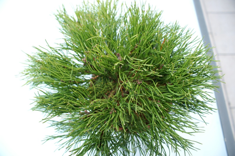Pinus mugho Pict0311
