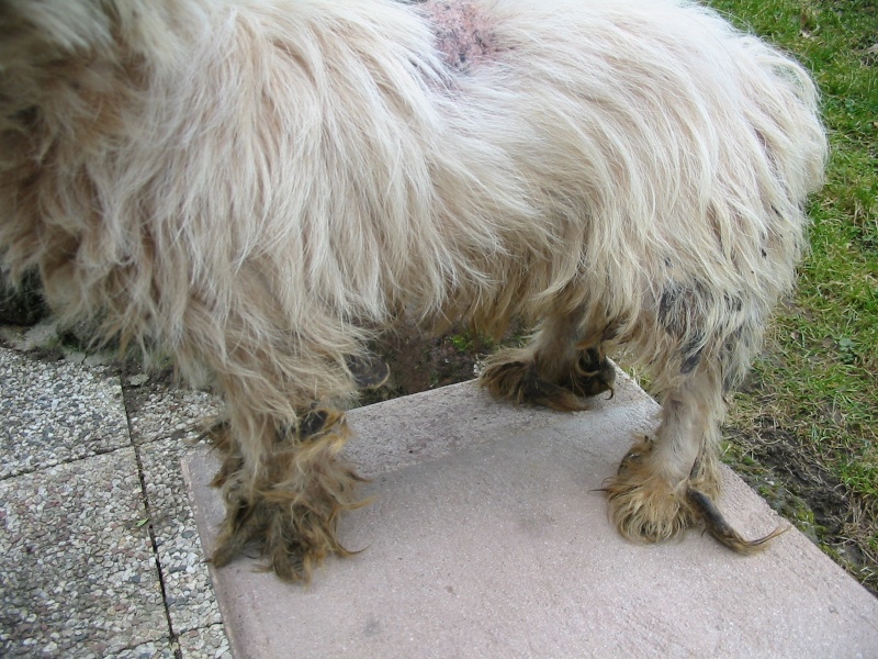 OTHELLO -  westie - 10 ans - en FA dans le Puy-de-Dôme Img_2312