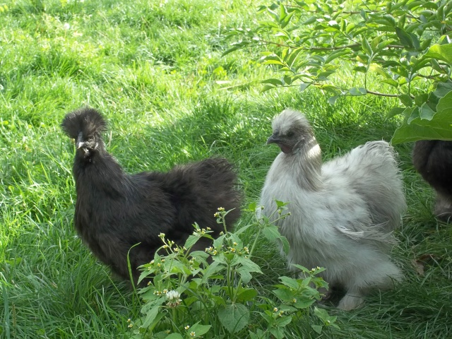 mes poules soie  - Page 2 101_0014