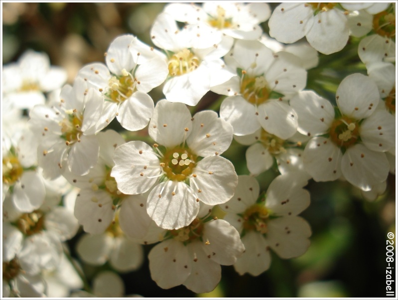 Spiraea  thunbergii [Petites fleurs blanches] 2114