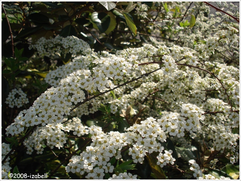 Spiraea  thunbergii [Petites fleurs blanches] 2214