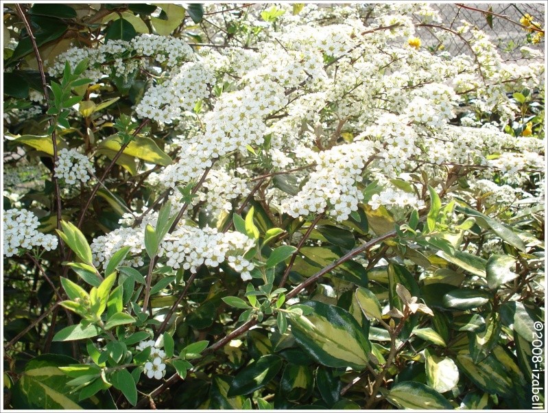 Spiraea  thunbergii [Petites fleurs blanches] 2314