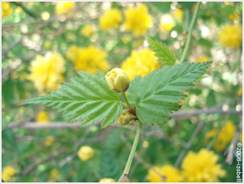 Corte du Japon (Kerria japonica) - [Fleurs pompons jaunes] 2415
