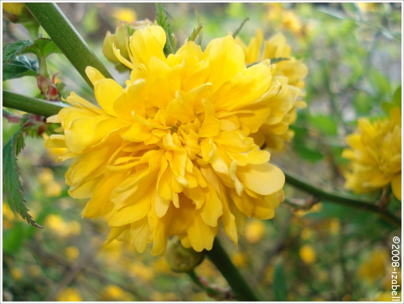 Corte du Japon (Kerria japonica) - [Fleurs pompons jaunes] 2514