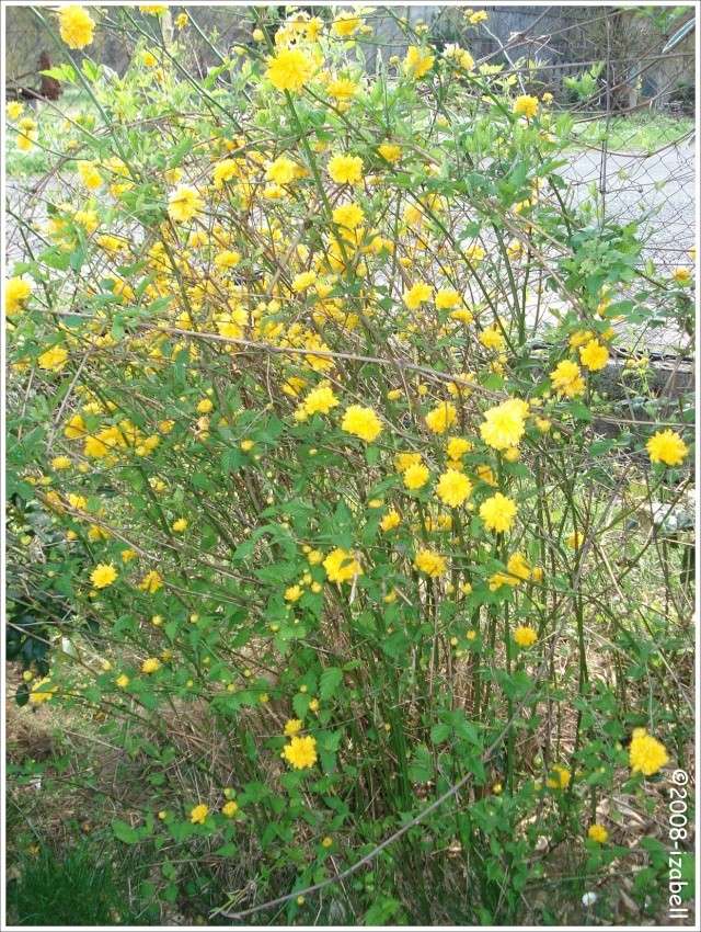Corte du Japon (Kerria japonica) - [Fleurs pompons jaunes] 2613