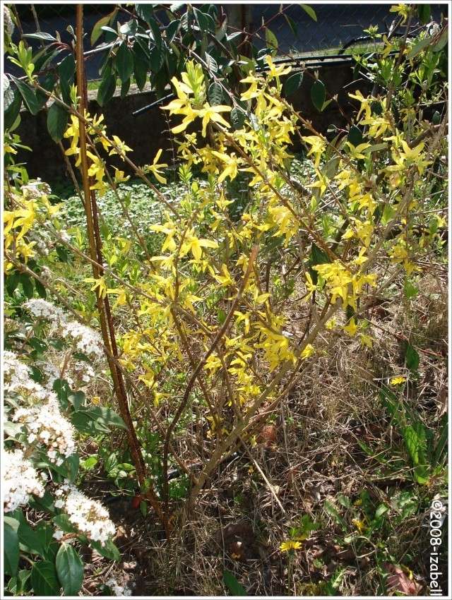 Forsythia ou Mimosa de Paris [Fleurs jaunes] 3713