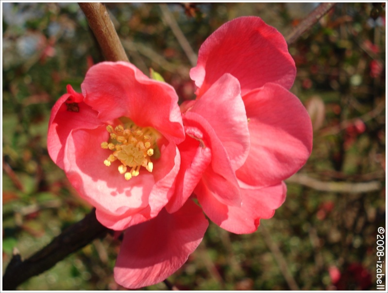 Chaenomeles japonica - Cognassier du Japon [Fleurs rouges] 4211