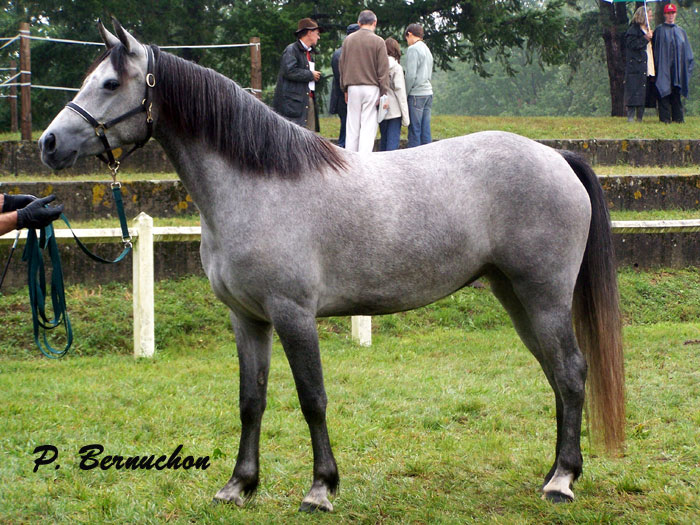 Cheval d'valuation. Pearl210