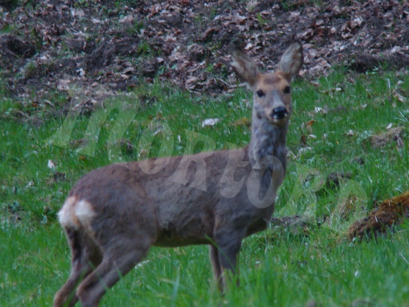 Mortord, jeune photographe. Dsc02314