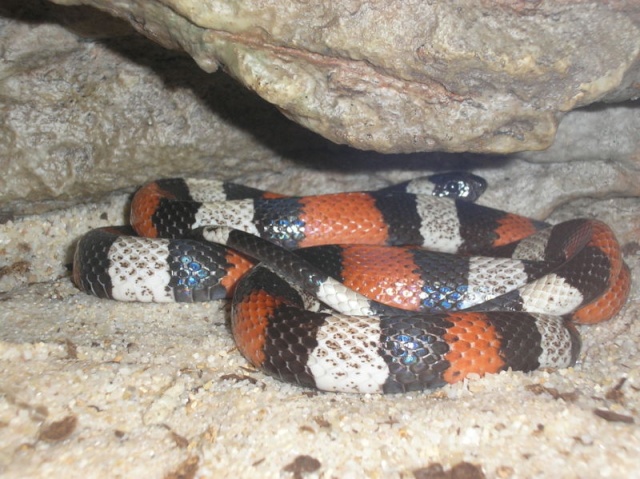 Le genre: Lampropeltis triangulum 800px-10