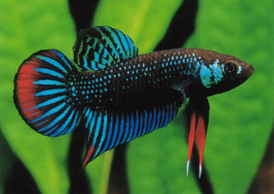 bettas splendens dans 60 L avec rasboras? 281_1110