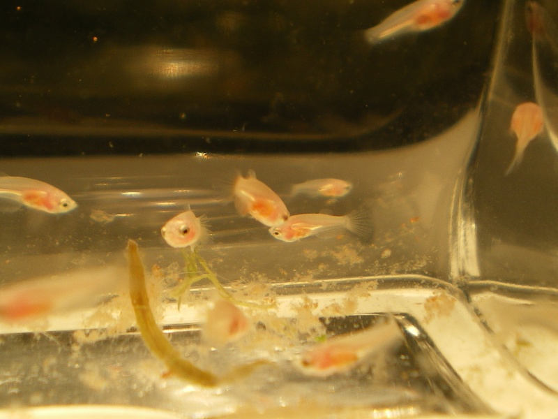 repro de betta Alevin10