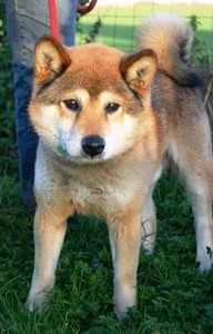 TETSUO SAN, shiba mâle de 7 ans Anm_ph10