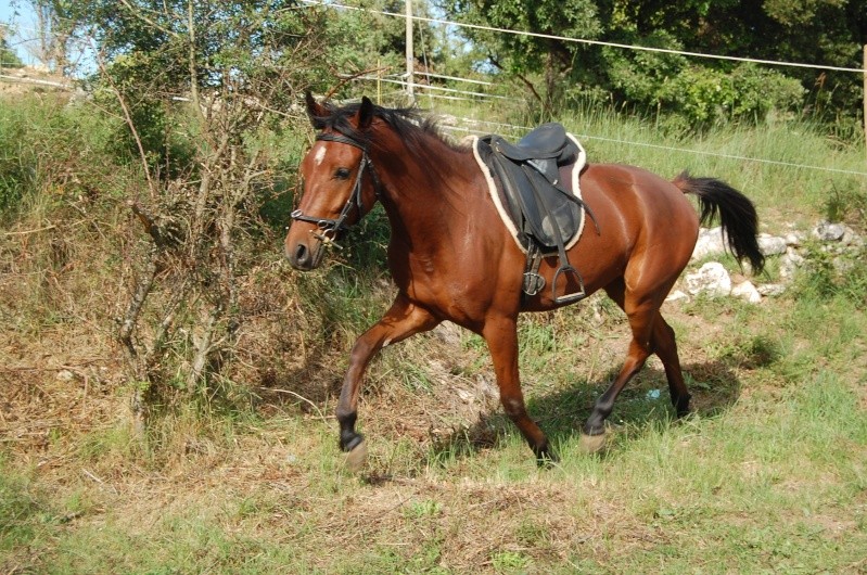 vend hongre arabe-barbe bai 3 ans Dsc_8212