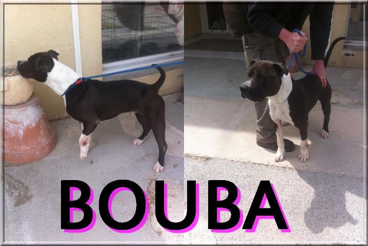 BOUBA (adopté) Bouba10