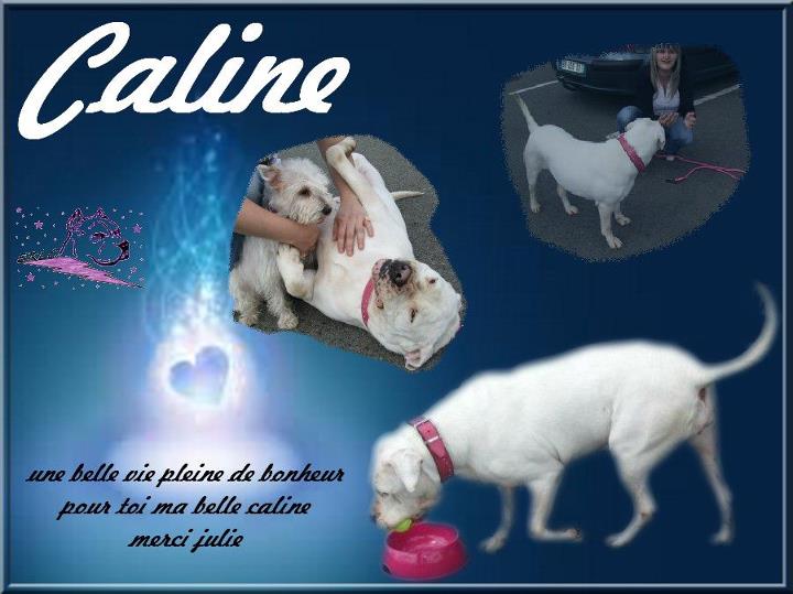 CALINE (adoptée) - Page 2 Call10