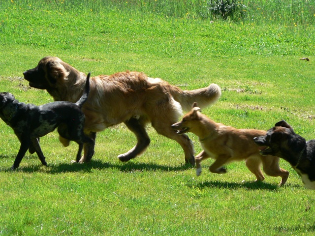 Athos, Fada et mama1 chez Margzai, anay et... tous leurs loulous! Chez_m22