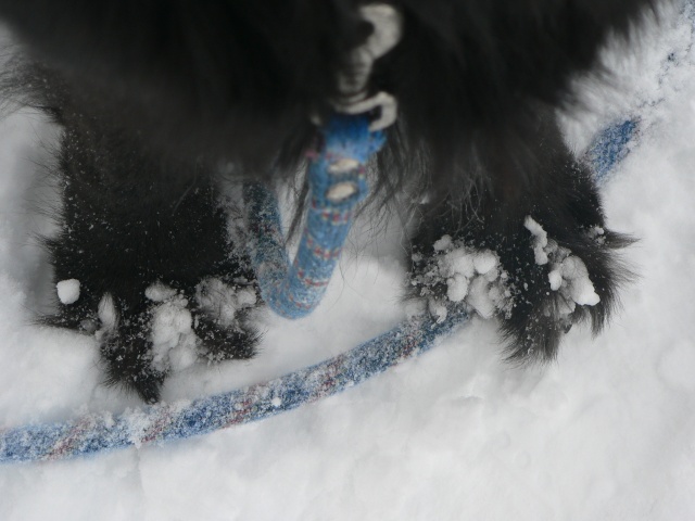 Athos vous présente sa forêt dans la neige! Promen33