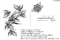 Brushes Papillons & Fleurs/Feuilles | ( 107 ) Brush110