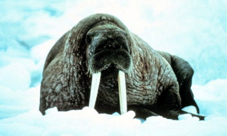 Spigolature Walrus10