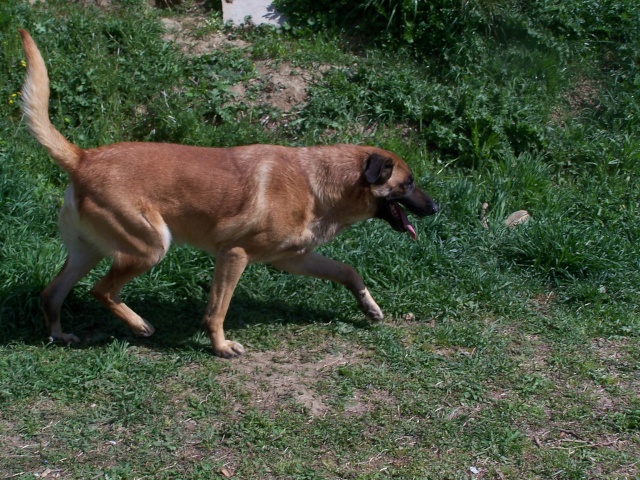 Jeune X Malinois (13) 24-03-10