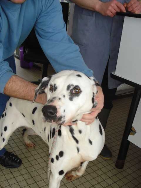 Dalmatien LPA Lille Dsc01010