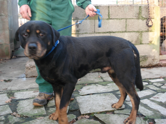 Tibou Rottweiler 4 ans (54) Dsc02611