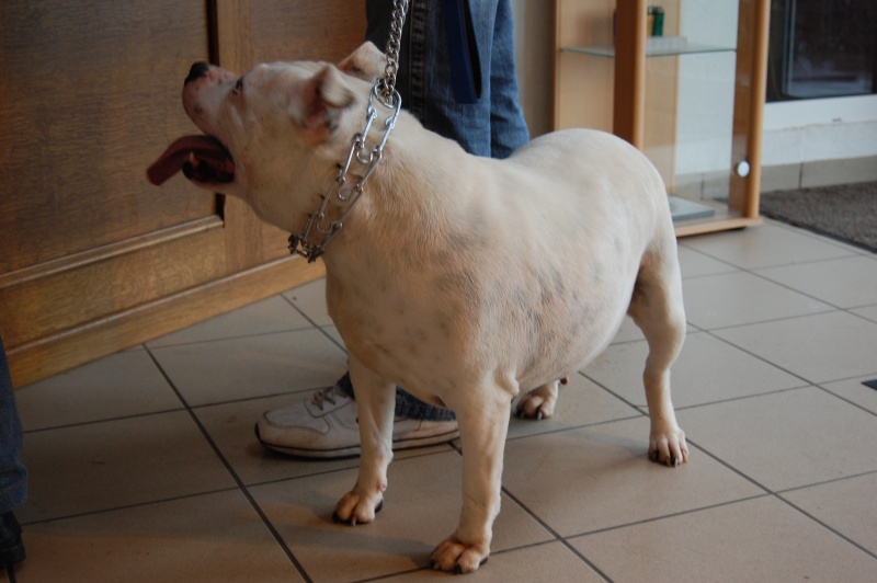 Siska staffordshire bull terrier    (belgique) Dsc_0310