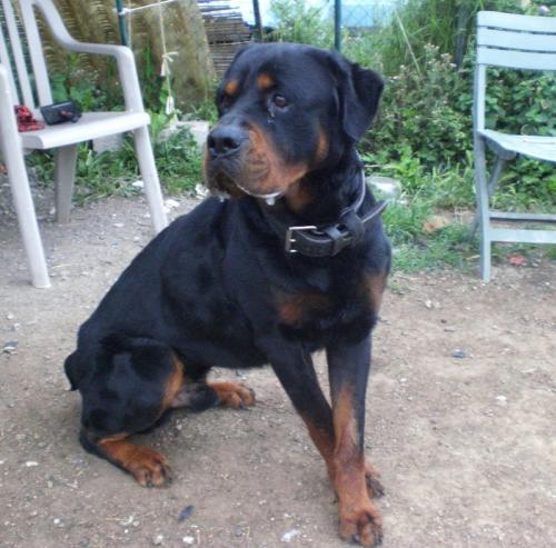 Malko rottweiler (34) Malko112