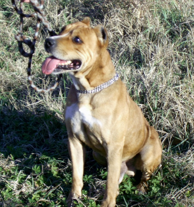 ROLLER Amstaff 7ans (montpellier) Roller10