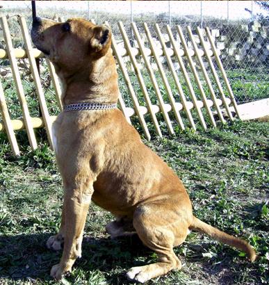 ROLLER Amstaff 7ans (montpellier) Roller12