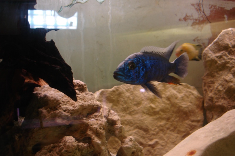 scianochromis friery Dsc08912