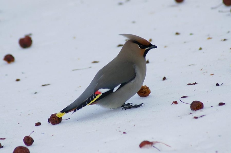 Jaseur boréal - Bombycilla garrulus 55607610