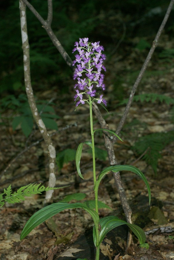 Platanthera sp.  Québec Habena12