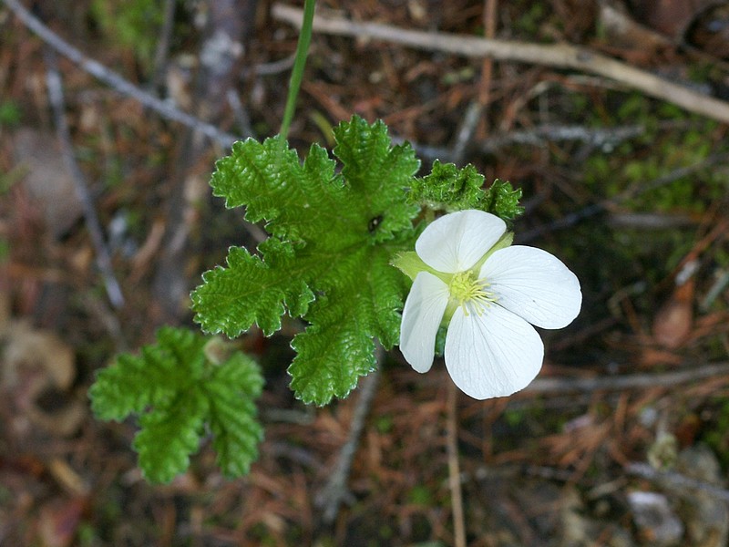Plaquebière - Rubus chamaemorus - Chicouté Plaque11