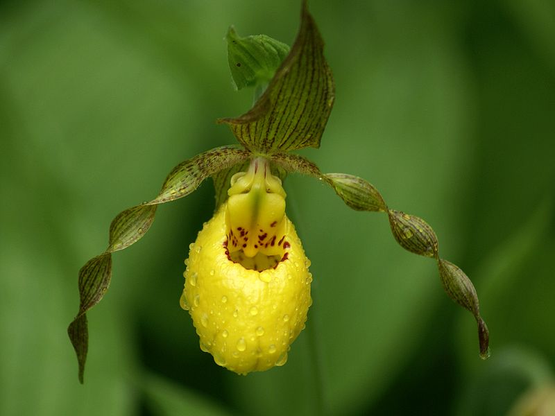Orchidée du Québec Sabot-11