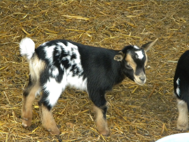 Les bébés de cet été Dscn4628