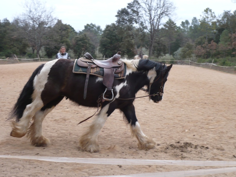 dressage western!! - Page 2 510