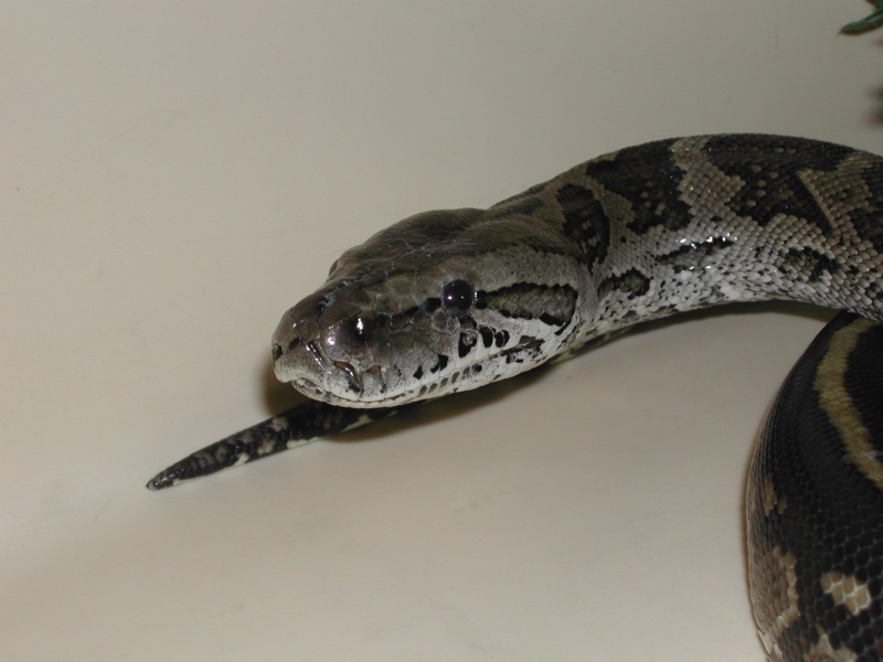 Python natalensis 00510