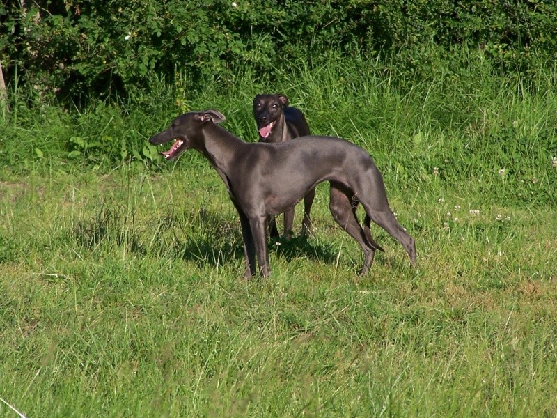 Chiots types lévriers Whippet 100b6210