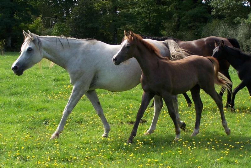 L'élevage de Galahad propose à la vente Wajeeh12