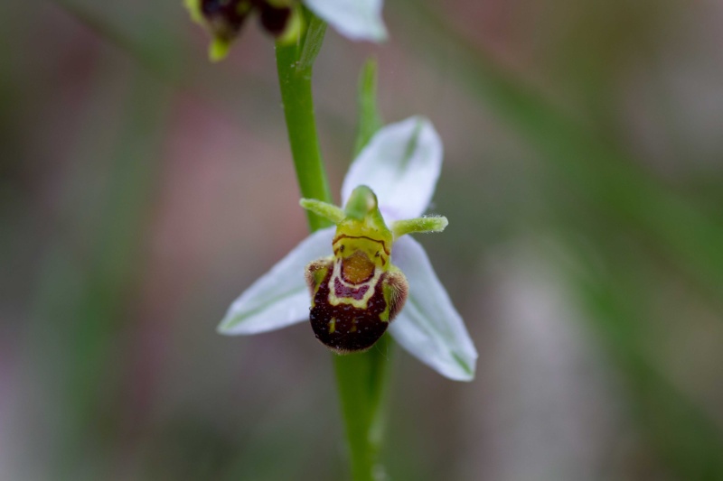 O. Apifera var aurita ? Apifer10