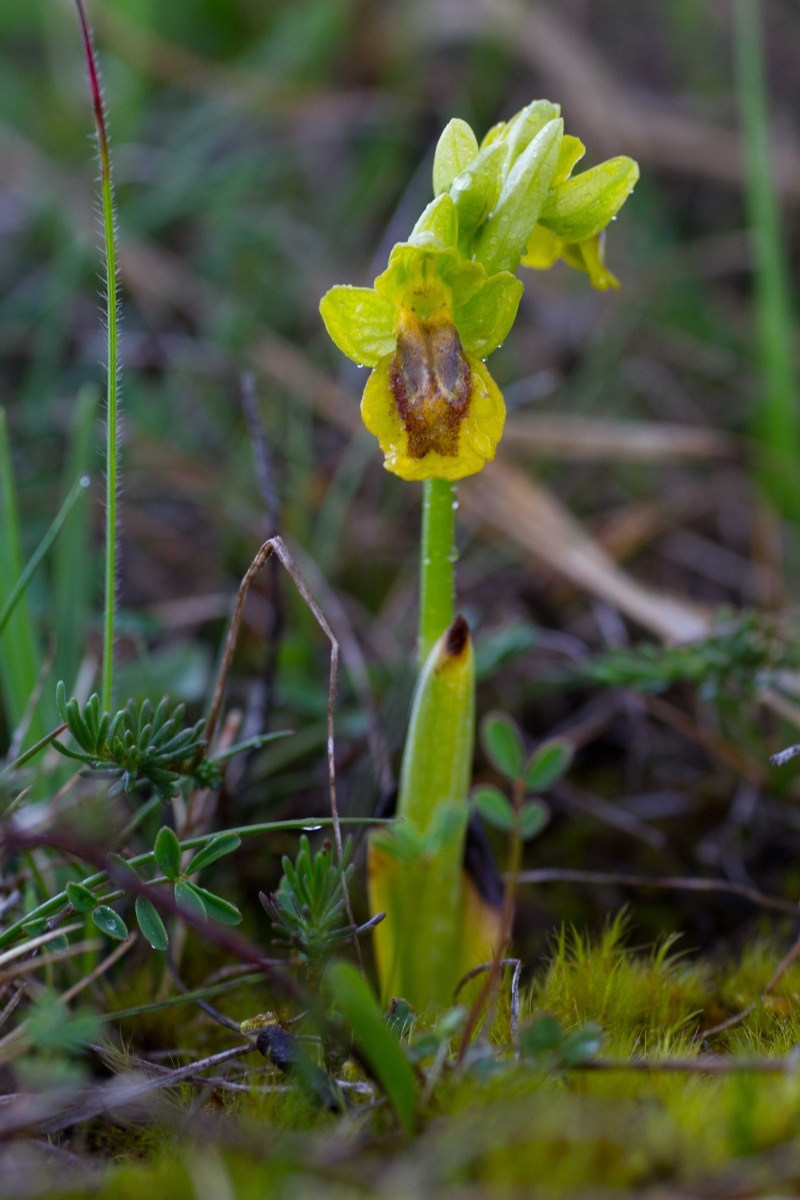 Lutea entre deux averses (Lot et Garonne) Ophrys16