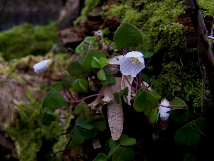 Oxalis acetosella [ Oxalis des bois ] Oxalis11